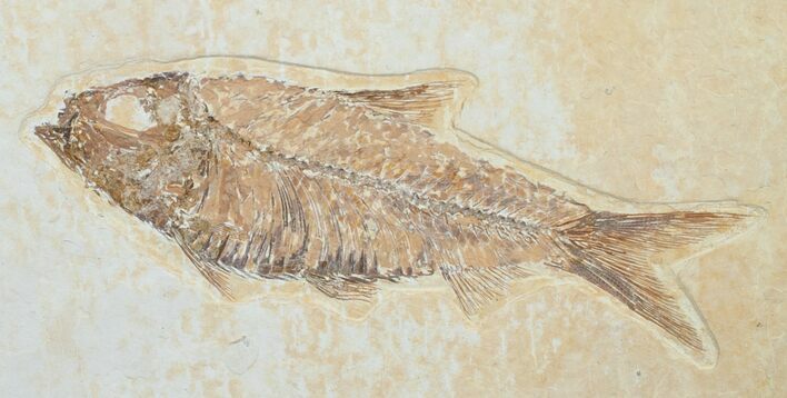 Inch Knightia Fossil Fish #4659
